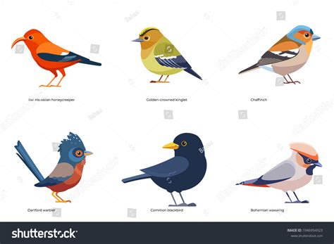 Iiwi: Over 5 Royalty-Free Licensable Stock Vectors & Vector Art ...