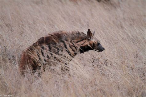 Striped hyena - the forgotten fourth hyena - Africa Geographic