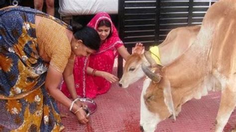 Vasubaras 2022 : म्हणून केली जाते वसुबारसची पूजा, जाणून घ्या पौराणिक ...