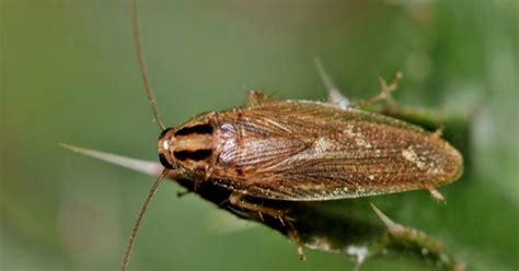 German Cockroach Infestation: Effective Pest Control Tips - 417 Pest ...