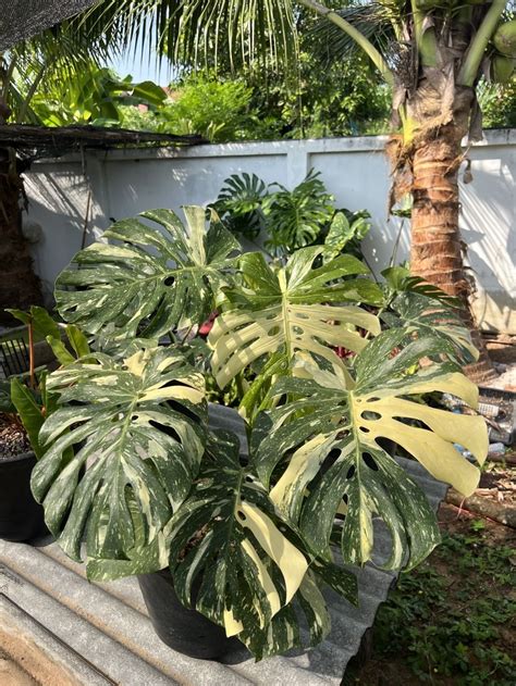 How to care for the stunning thai constellation monstera – Artofit