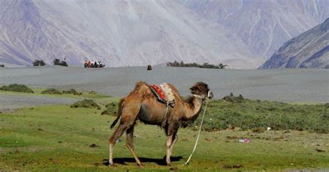 Camel safaris in Ladakh have helped revive the dwindling Bactrian ...