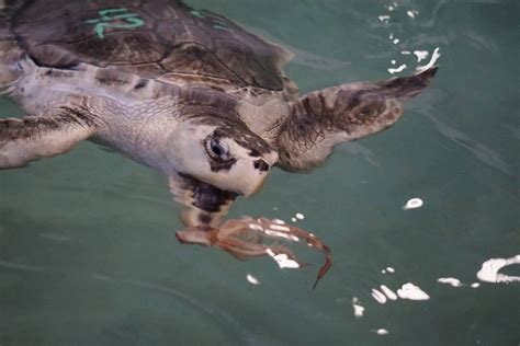 Sea Turtle 的图像结果