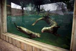 ZooLex Exhibit - Giant Otters