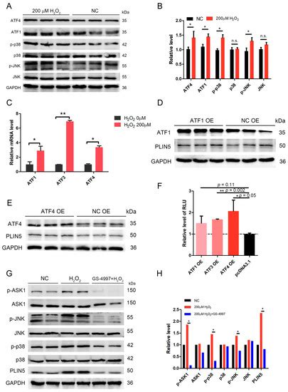 Perilipin 5 Protects against Cellular Oxidative Stress by Enhancing ...