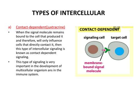 Intercellular signalling pathways | PPTX