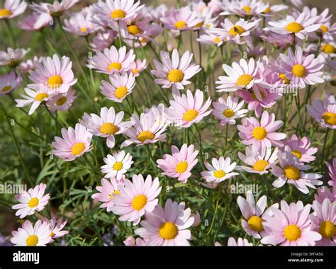 Pink daisy like flower hi-res stock photography and images - Alamy
