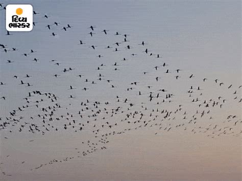 Arrival of exotic birds in Gir Somnath | ગીર સોમનાથમાં વિદેશી પક્ષીઓ ...