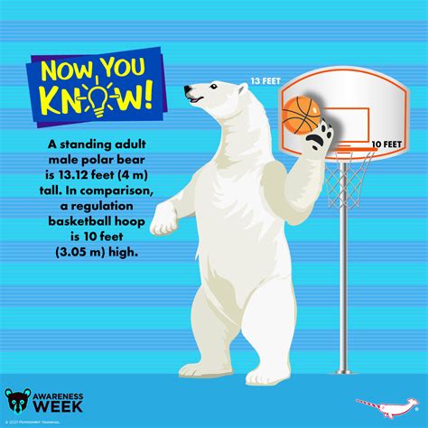 Standing Polar Bear Height