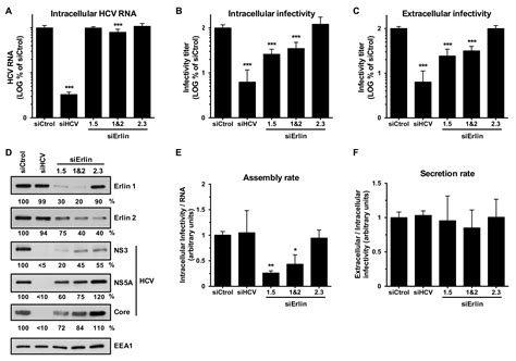 The Host Factor Erlin-1 is Required for Efficient Hepatitis C Virus ...