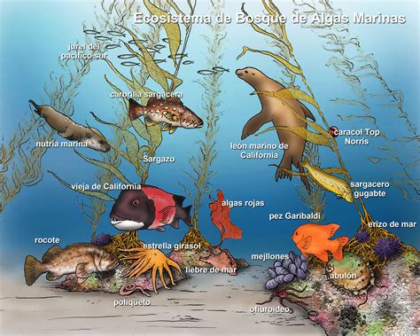 Pin by Miklos Barath on Nature Aquarium / Természetes akvárium | Marine ecosystem, Kelp forest ...