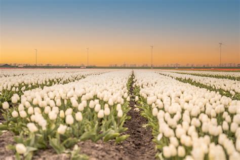 Blooming Bliss: Best Instagrammable Tulip Fields in the Netherlands – Joy of Exploring the World