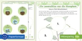 Die Lewensiklus van 'n Blomplant Aktiwiteitskaart - Twinkl