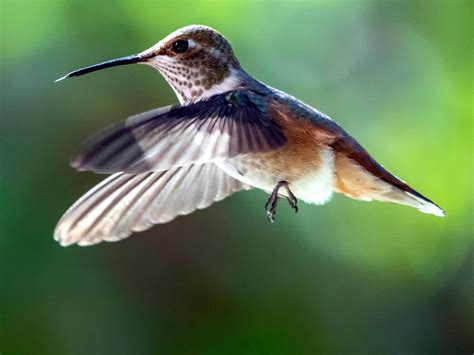 8 smallest birds world across the world