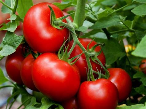 Ljuske jaja - pomoć rajčici, paprici i patlidžanu – Hercegovina.in