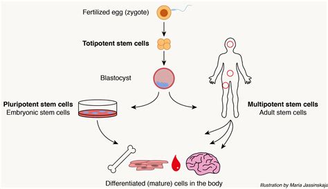 What S The Role Of A Stem Cell at Rosalie Eadie blog