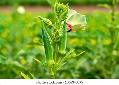 Image result for SmartPlant Monitoring System Using Arduino R4 Wi-Fi