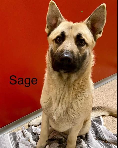 Adoption Center Open Hours, 4002 Ash ST, De Soto, IA, 13 April 2024 ...