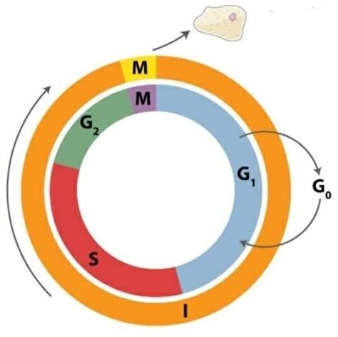 what is cell cycle explain with examples - Brainly.in