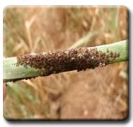 ORGANIC FARMING :: Pest Management of Agricultural Crops