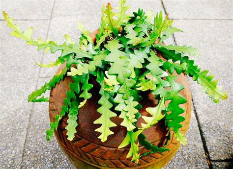 How to Grow a Crazy-Cool Zig-Zaggy Fishbone Cactus - Garden Betty