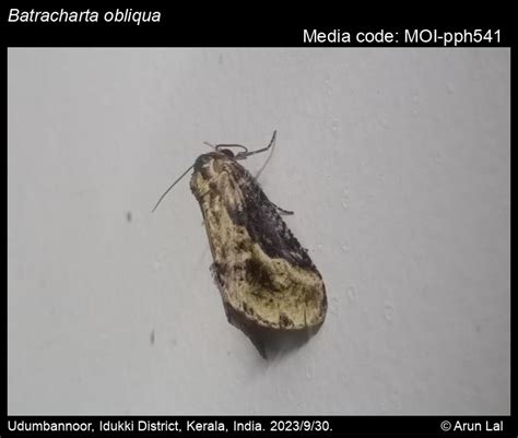 Batracharta obliqua Walker, 1862 - | Moths