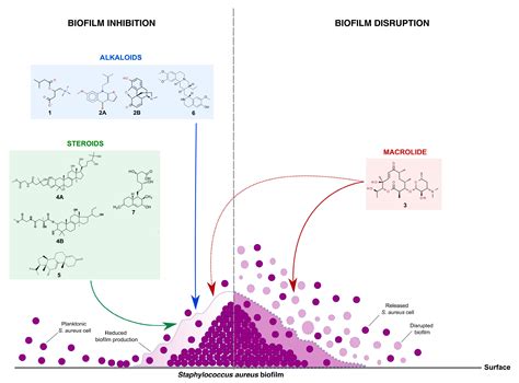 Delving into the Mechanisms of Sponge-Associated Enterobacter against ...
