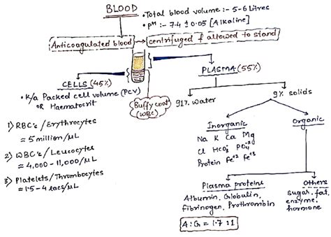 Blood Physiology: Understanding Volume, pH, and Cellular Functions (BIO ...