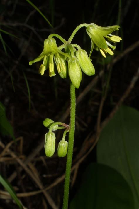 Clintonia borealis (Liliaceae) - inflorescence - whole - unspecified