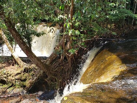 Iguana Turismo (Manaus) - All You Need to Know BEFORE You Go