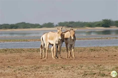 Kutch Desert Wildlife Sanctuary - Attractions, Location, Best Time to Visit