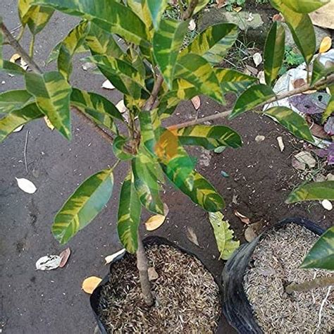 Rain Forest Rare Tasty Sapote" Variegated - Sapodilla" Tropical fruit ...