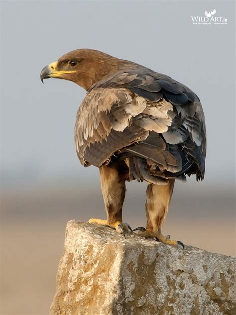 Steppe Eagle | Eagles | Birds of Prey (Accipitridae) | Gallery ...