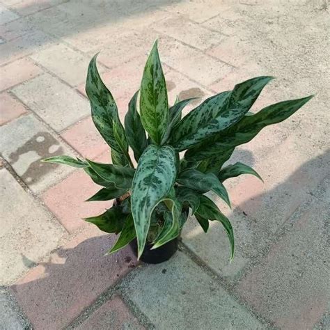 Aglaonema Parrot in 4 Inch Plastic Pot