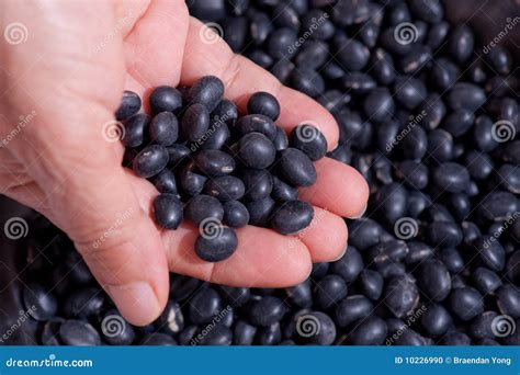 Black Turtle Bean Series 1 stock photo. Image of organic - 10226990