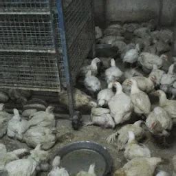 Best Top Rated Poultry farm in Ahmedabad, Gujarat, India | Yappe.in
