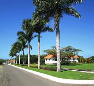 Creative Farmer Bottle Palm Seeds - Oreodoxa Regia Seeds - Seeds for ...