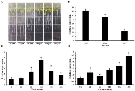 An Oxalate Transporter Gene, AtOT, Enhances Aluminum Tolerance in ...