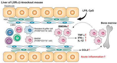 Liver X Receptors Regulate Cholesterol Metabolism and Immunity in ...