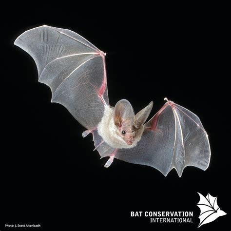 bats are mammals that belong to the order of Chiroptera. The forelimbs ...