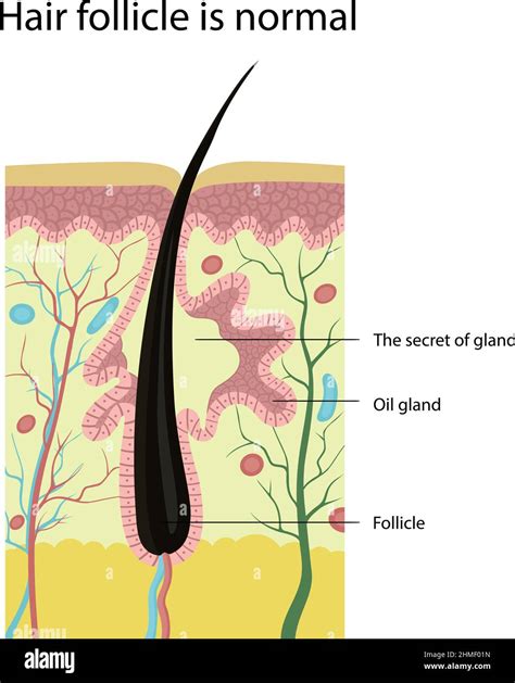 Label The Structures Of The Hair Follicle