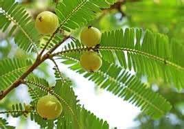 Plants Point Grafted Live Amla Indian Gooseberry Phyllanthus Emblica ...
