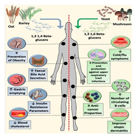 β-Glucan Metabolic and Immunomodulatory Properties and Potential for ...