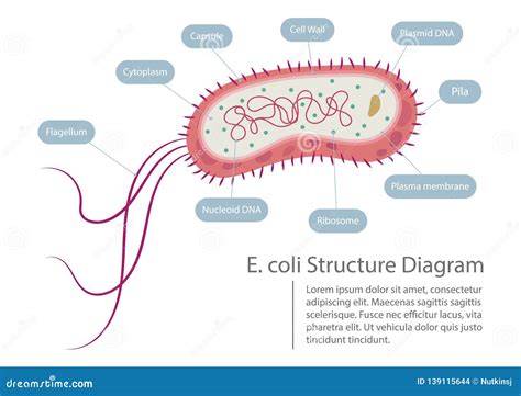 E. Coli Colony Morphology