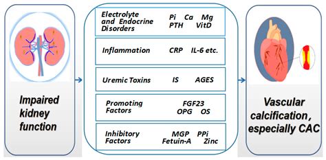 Pathophysiology and Clinical Impacts of Chronic Kidney Disease on ...
