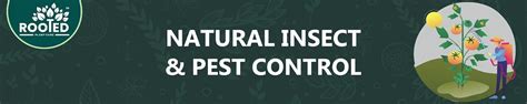 Amazon.in: Rooted: Insect & Pest Control