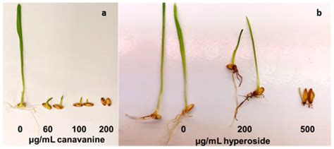Antibacterial and Antibiofilm Effects of Allelopathic Compounds ...