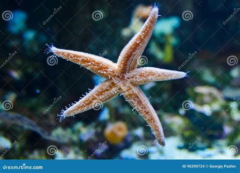 小校報 - 神奇的海洋之星