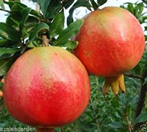 M-Tech Gardens Turkey Giant Pomegranate Fruit Seeds- Punica Granatum ...