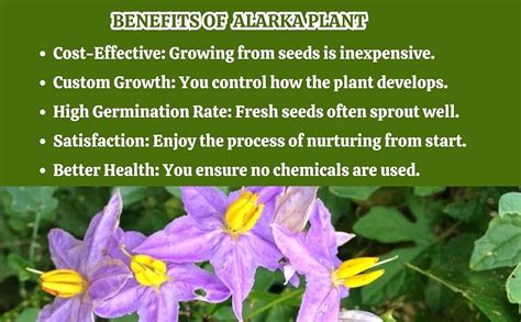 ALARKA/SOLANUM TRILOBATUM/THOTHUVALAI 100 SEEDS (WITH FREE PLANT SEEDS ...